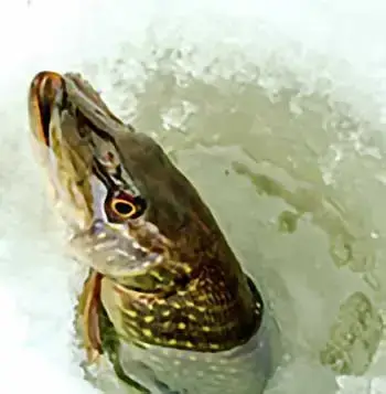 Pike ice fishing