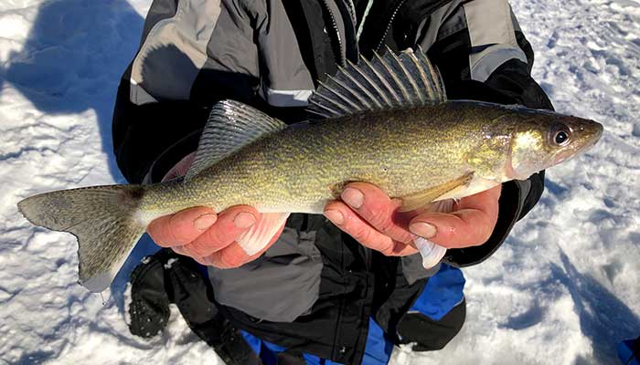 Walleye caught ice fishing on LCO